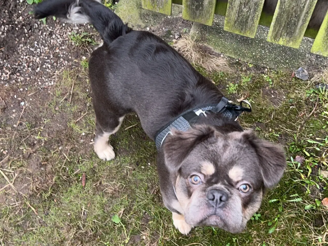 Billede 3 - Fluffy fransk bulldog 