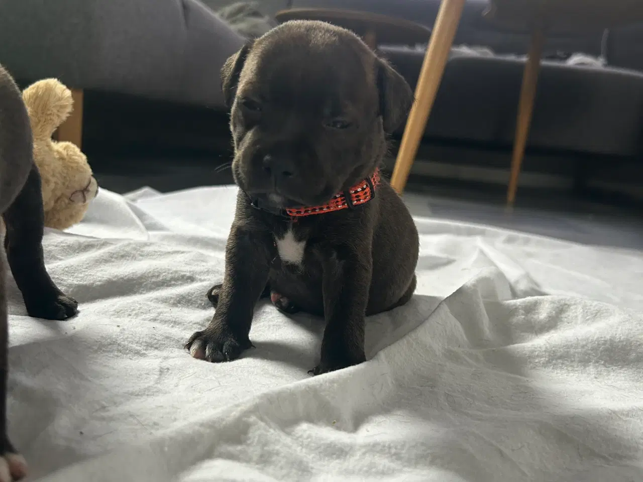 Billede 2 - Staffordshire Bull terrier hvalpe