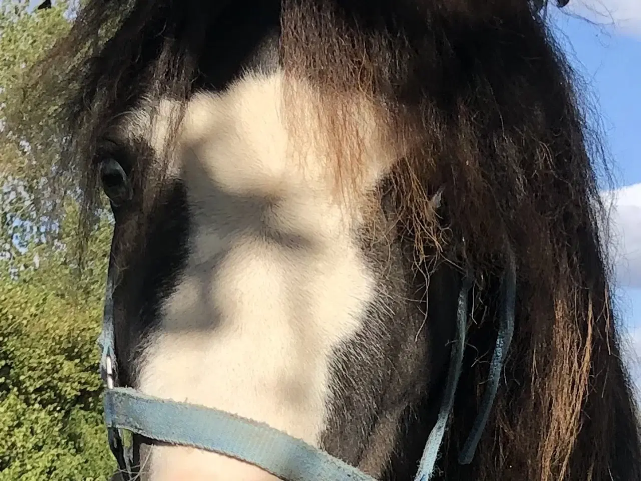 Billede 11 - Hingste