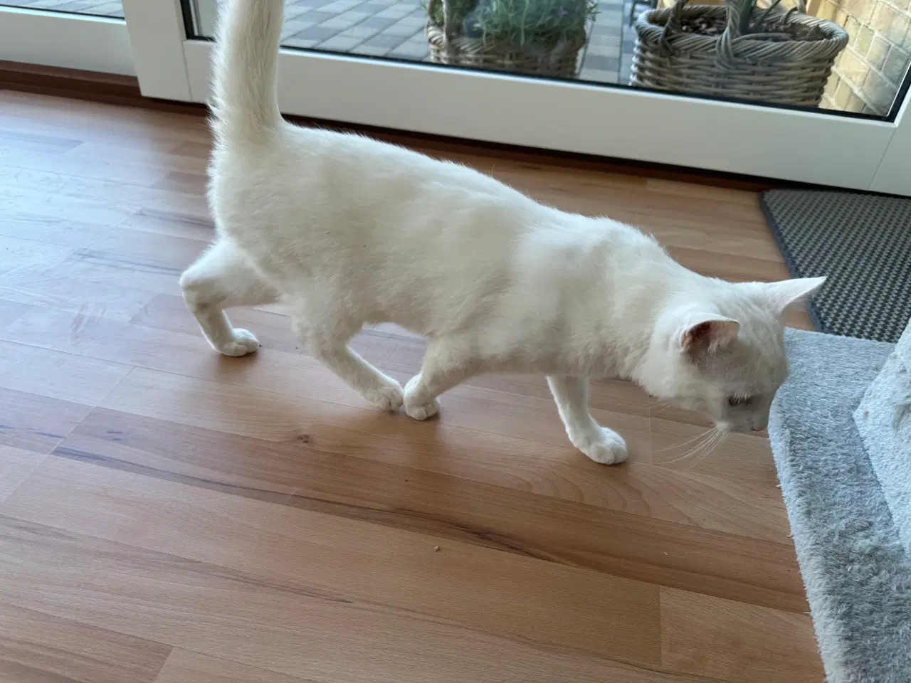 Billede 3 - 7 måneder gammel huskat-ragdoll søger nyt kærligt 