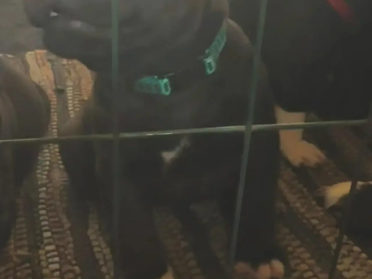 Billede 1 - Staffordshire Bull Terrier