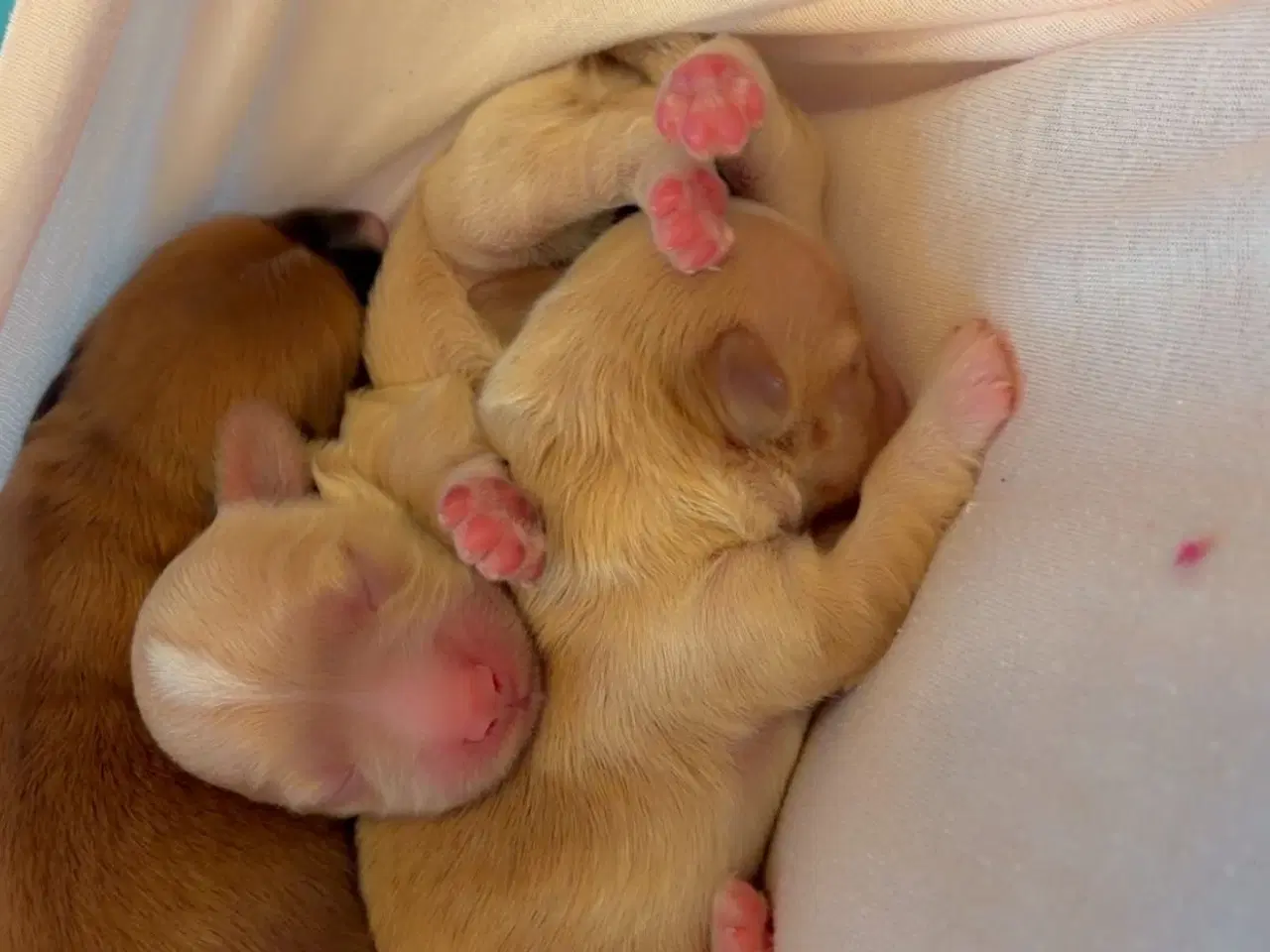 Billede 1 - Bichon havanise 