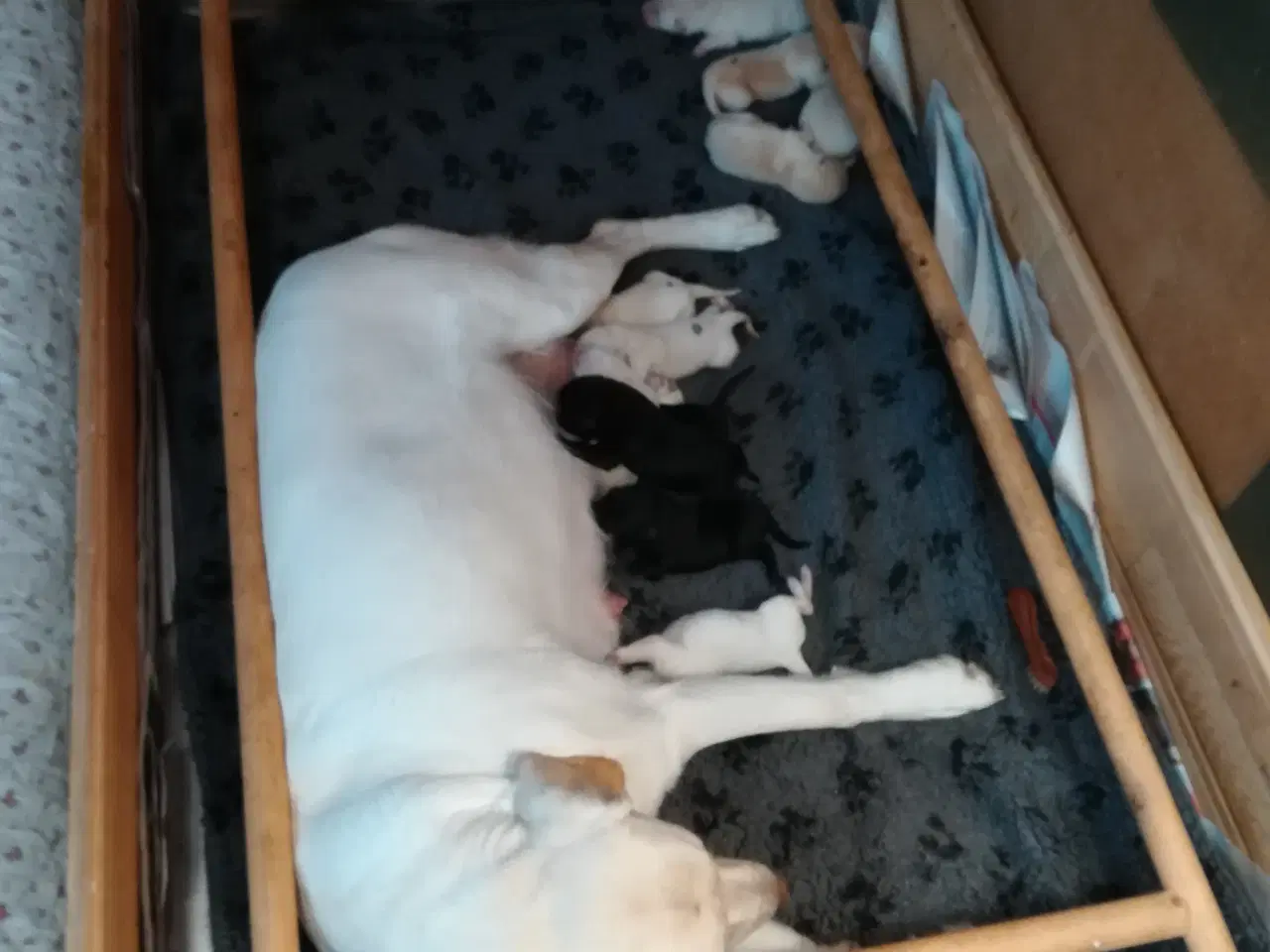 Billede 1 - Stueopdræt labrador både gule og sorte hanner 