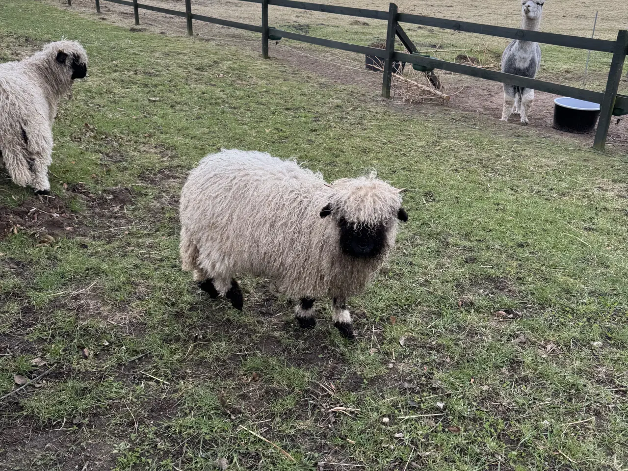Billede 3 - Valais Blacknose gimmerlam 