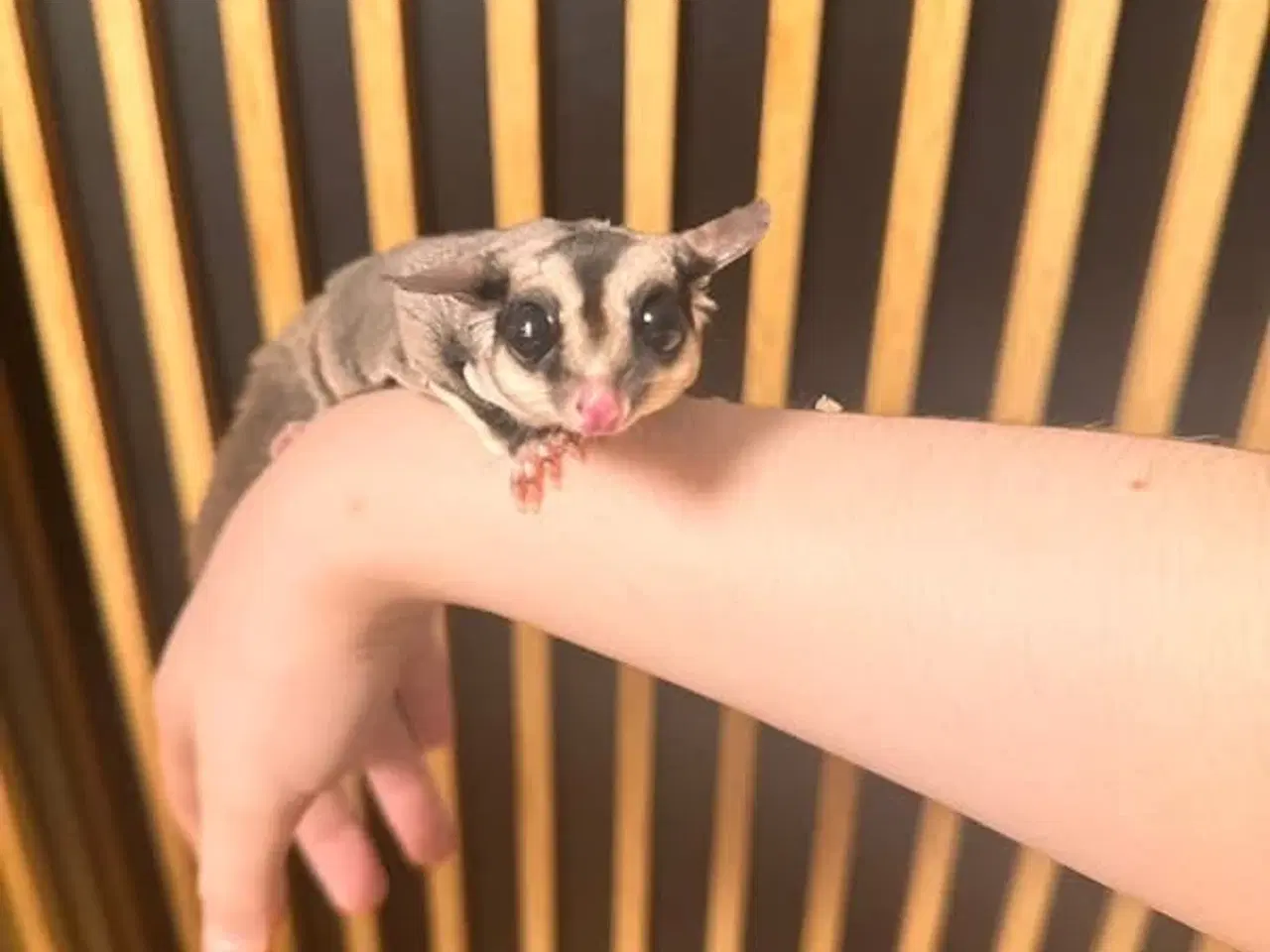 Billede 2 - sælger mine to meget søde og venlige sugerglider 