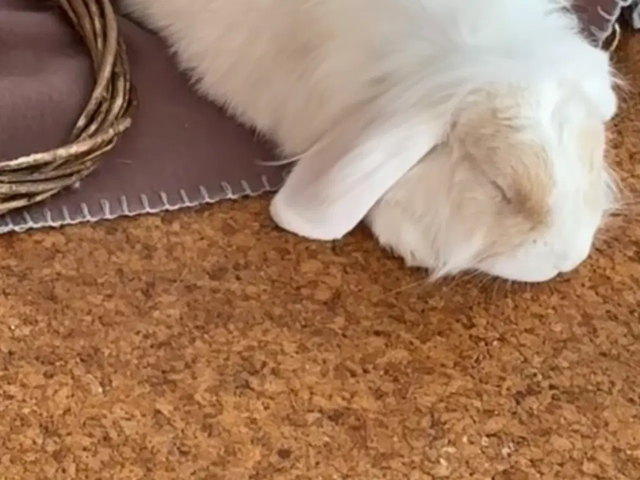 Billede 9 - Verdens sødeste kanin sælges