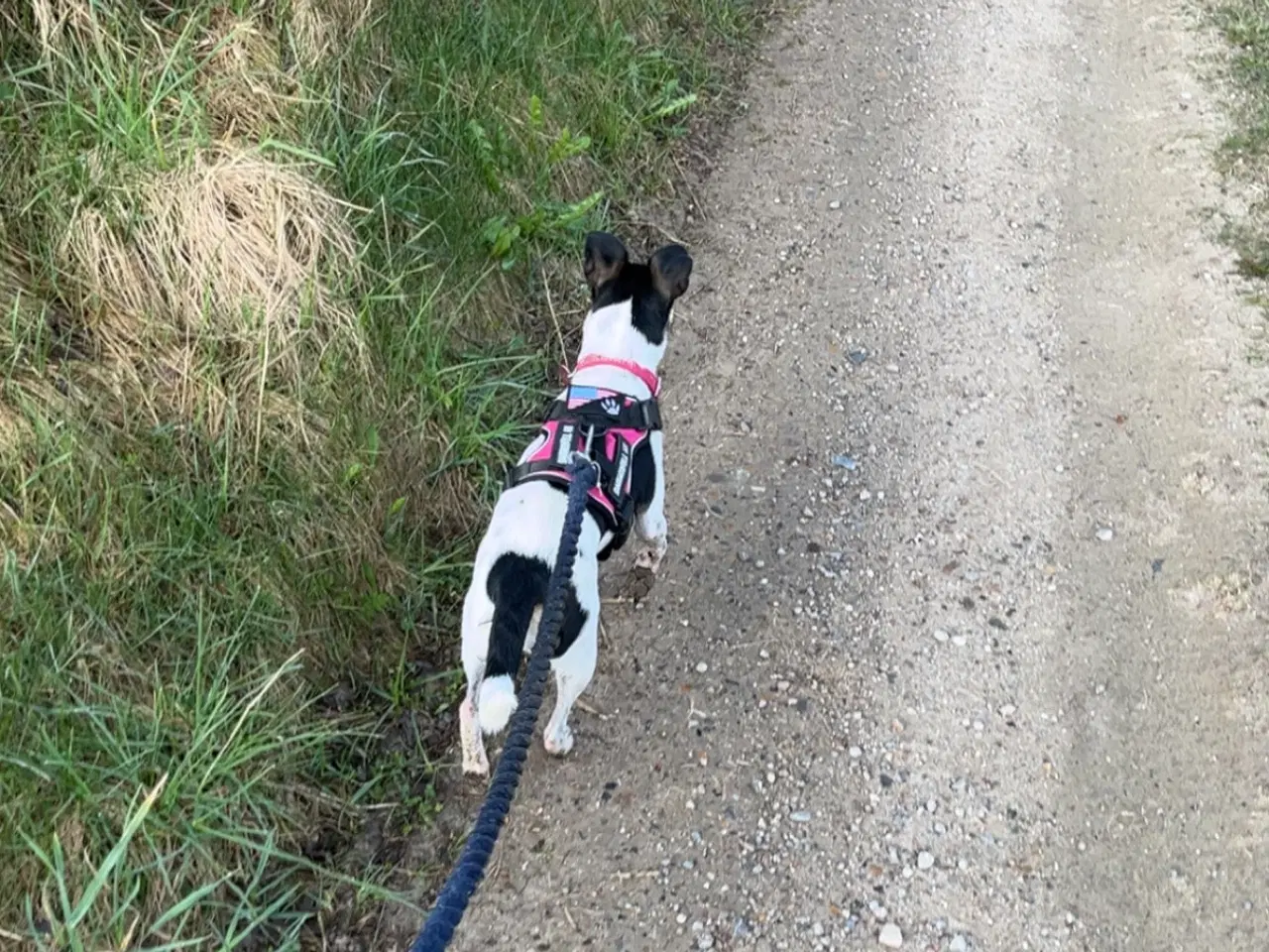 Billede 3 - Dansk svensk gårdhund 