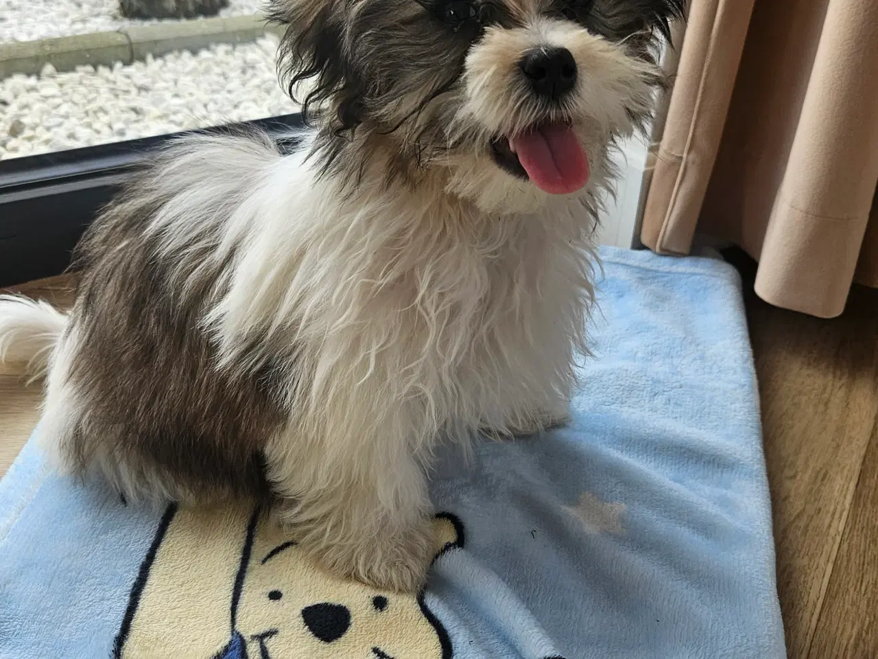 Billede 4 - Shih tzu/ Malteser hvalpe