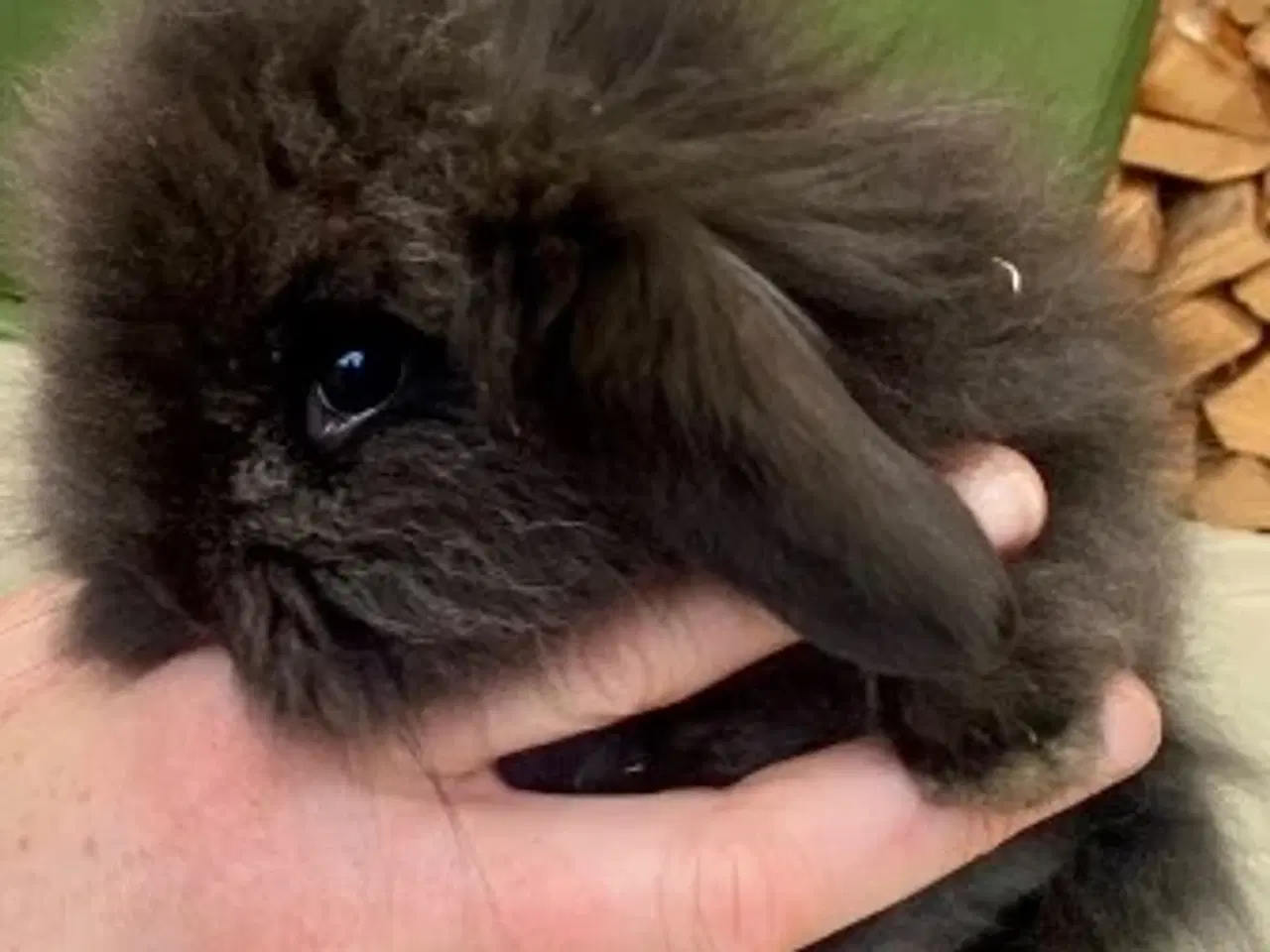 Billede 2 - Søde kaninunger søger nye kærlige hjem 🐰