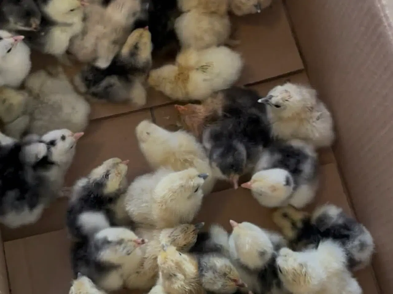 Billede 1 - Dværg kyllinger 