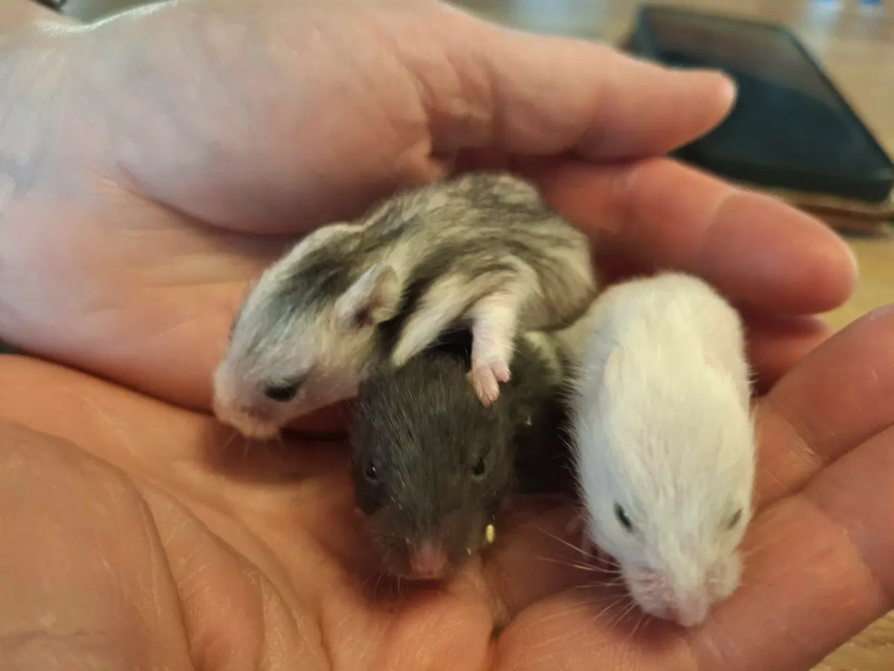 Billede 2 - Guldhamster unger 