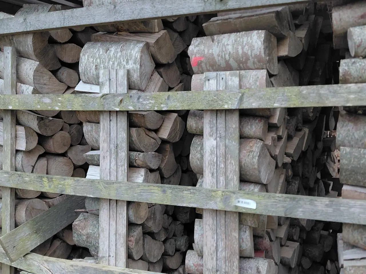 Billede 2 - Ahorntræ, klar til 2026/2027