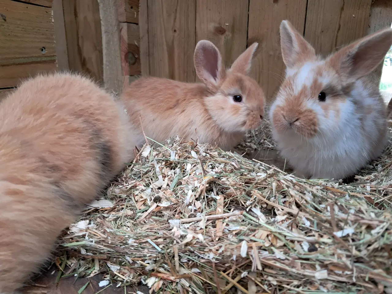 Billede 1 - Små søde kaniner 