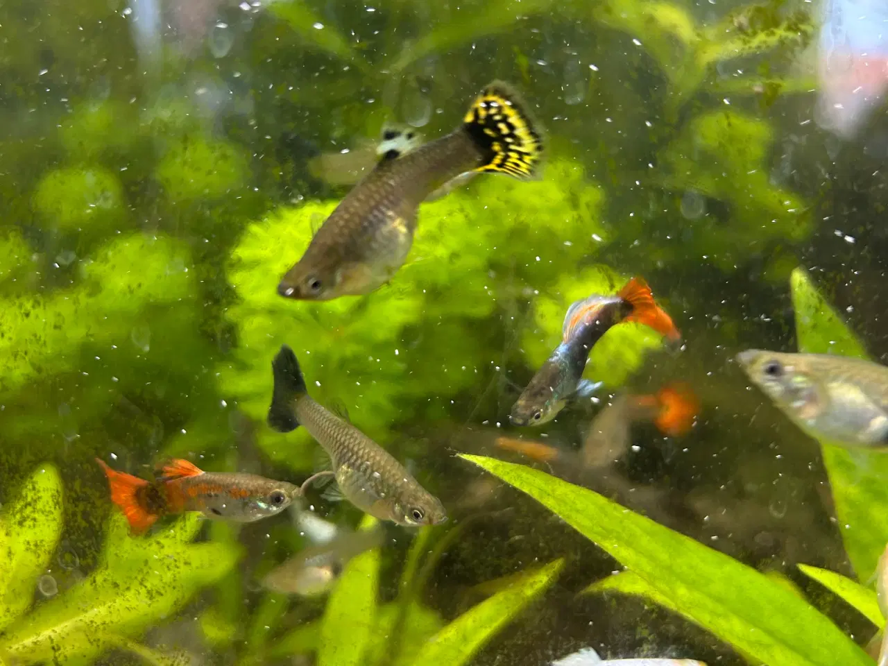Billede 4 - Voksne guppy, 2stk.