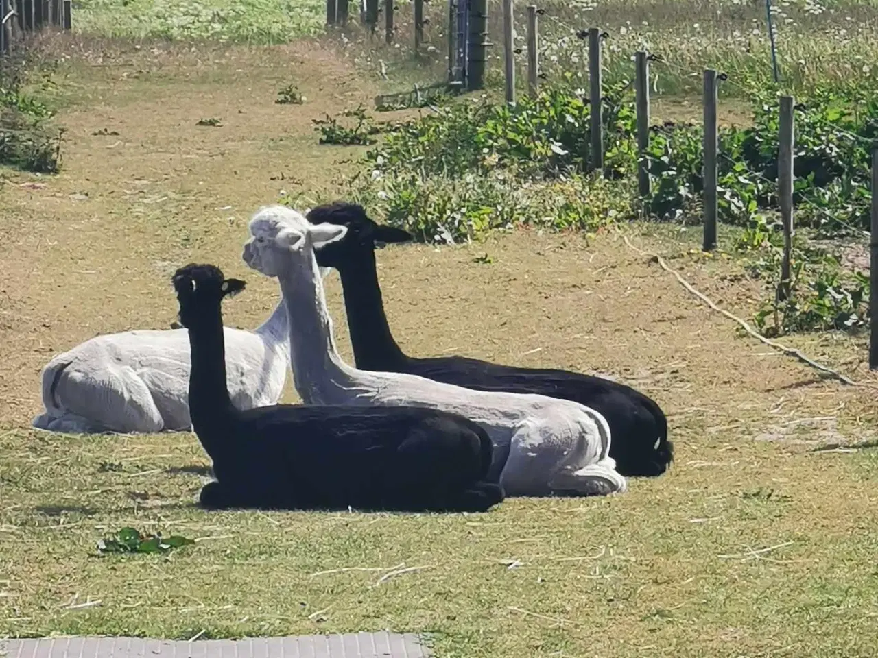 Billede 4 - Vil du havde dit eget uld i år. Her er 4 alpaca 