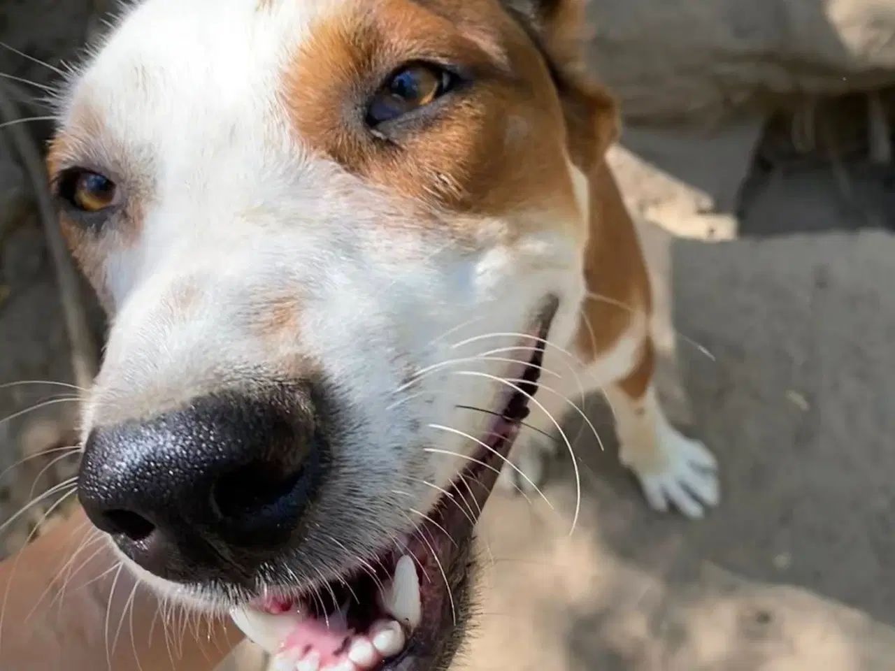 Billede 5 - Henry - med det smukke smil 💙