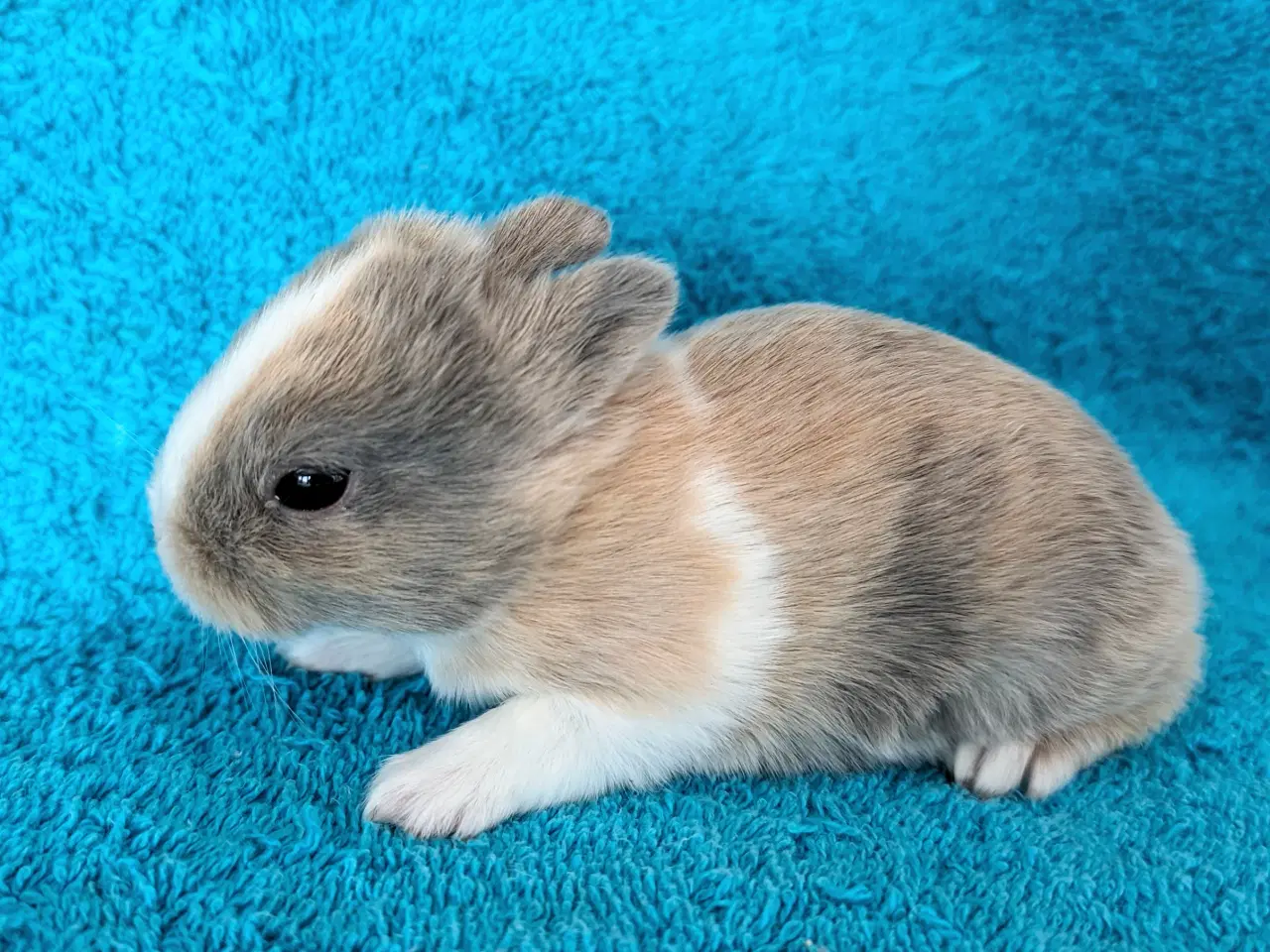 Billede 7 - Hermelin kaninunger 