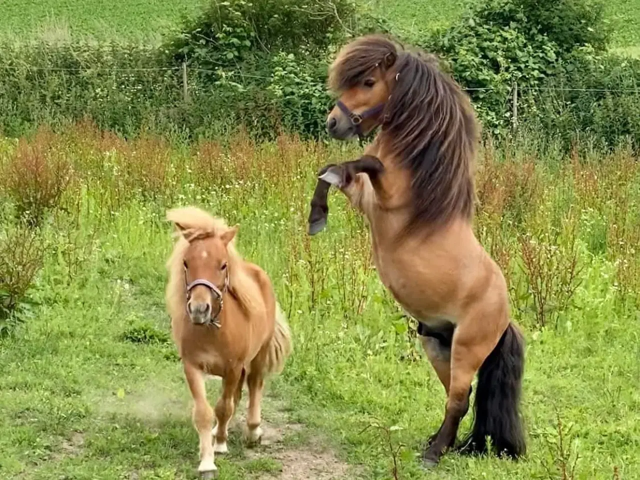 Billede 4 - Mini Shetlands hingst.