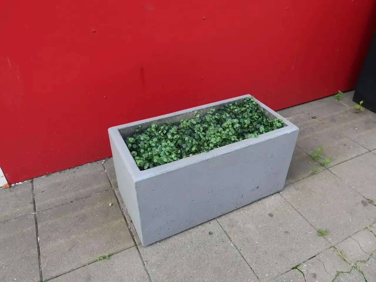 Billede 3 - 3 stk. planter i krukke