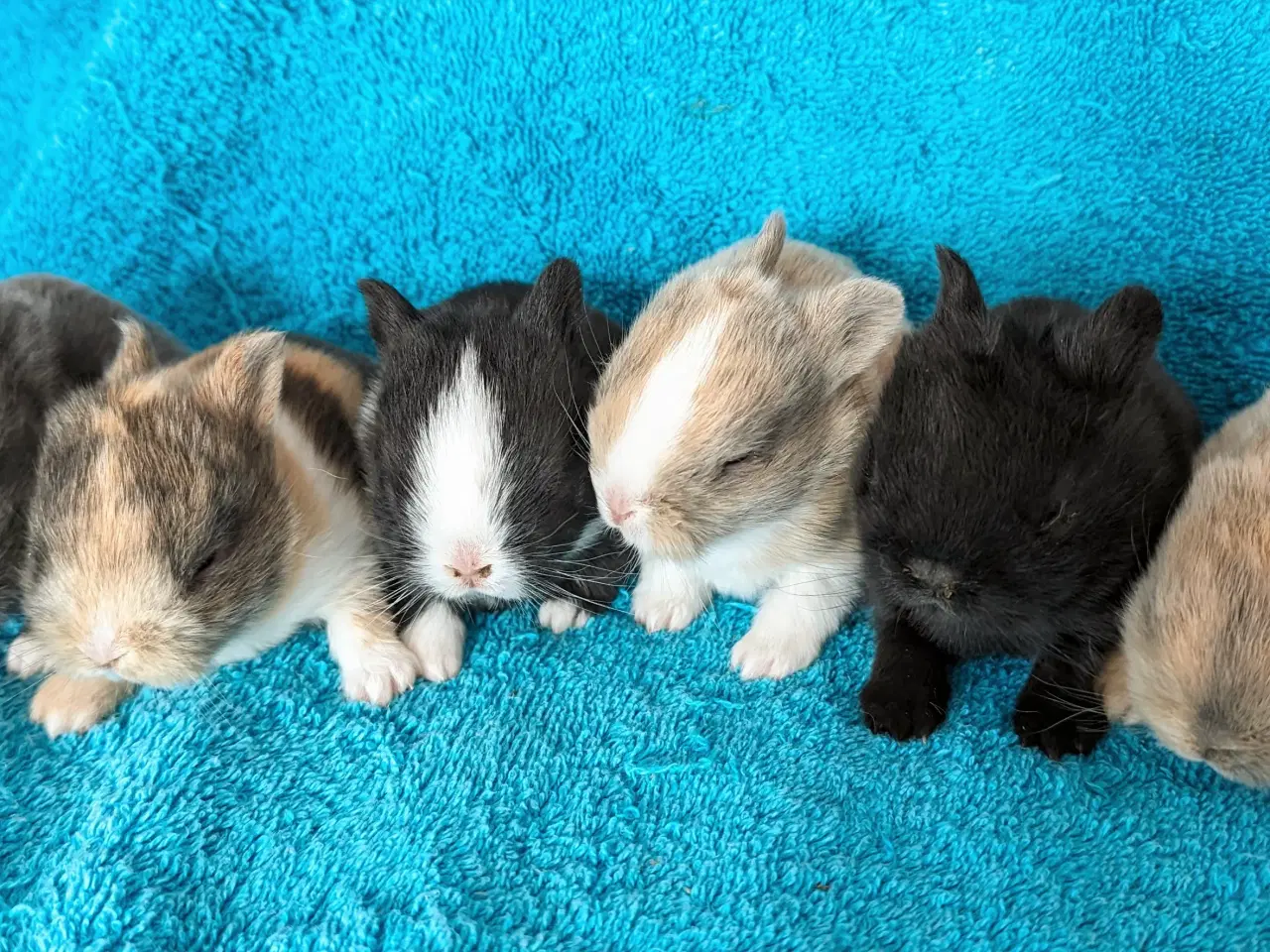 Billede 1 - Hermelin kaninunger 