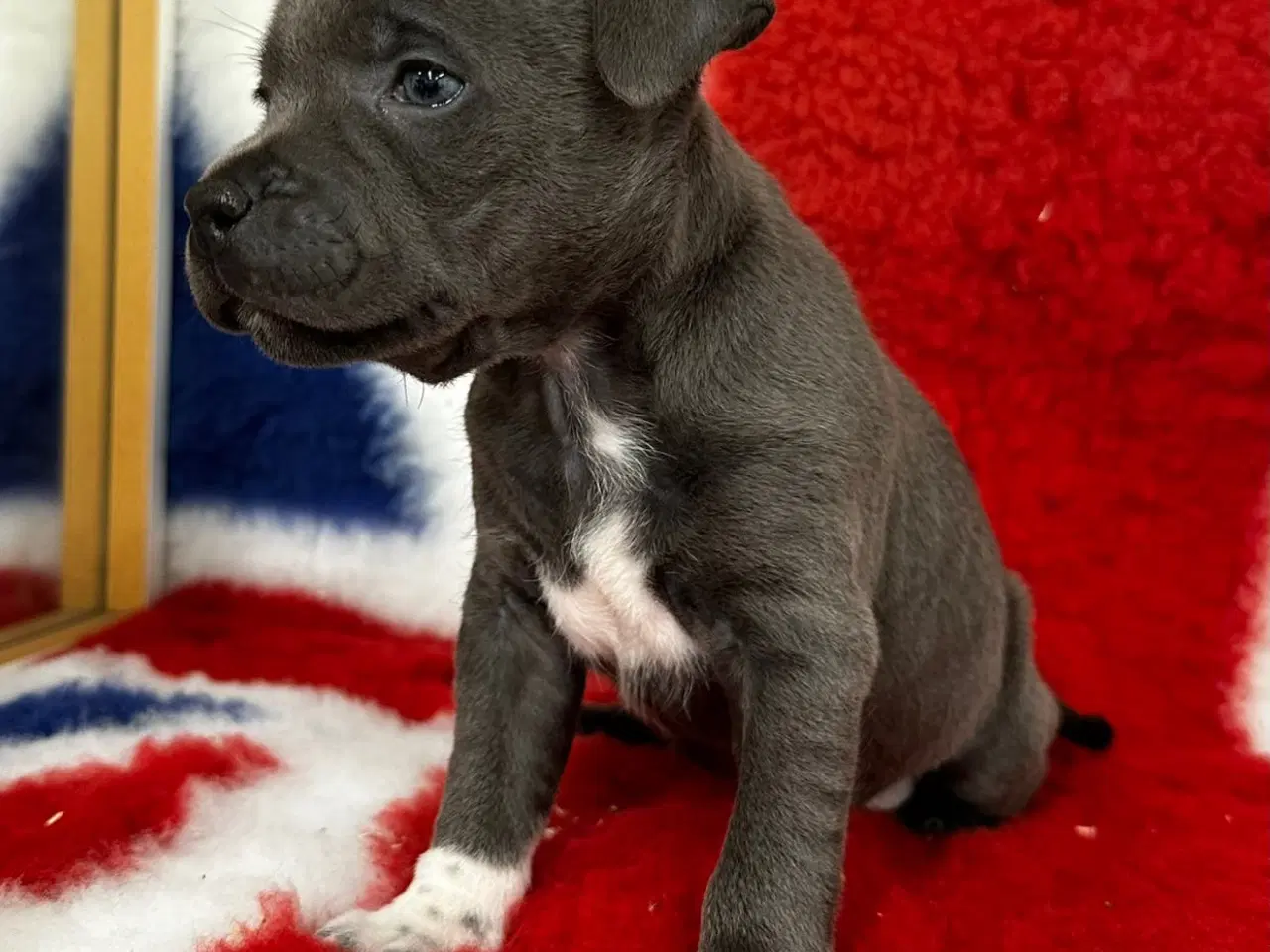 Billede 4 - Staffordshire Bull terrier hvalpe🩵🩷