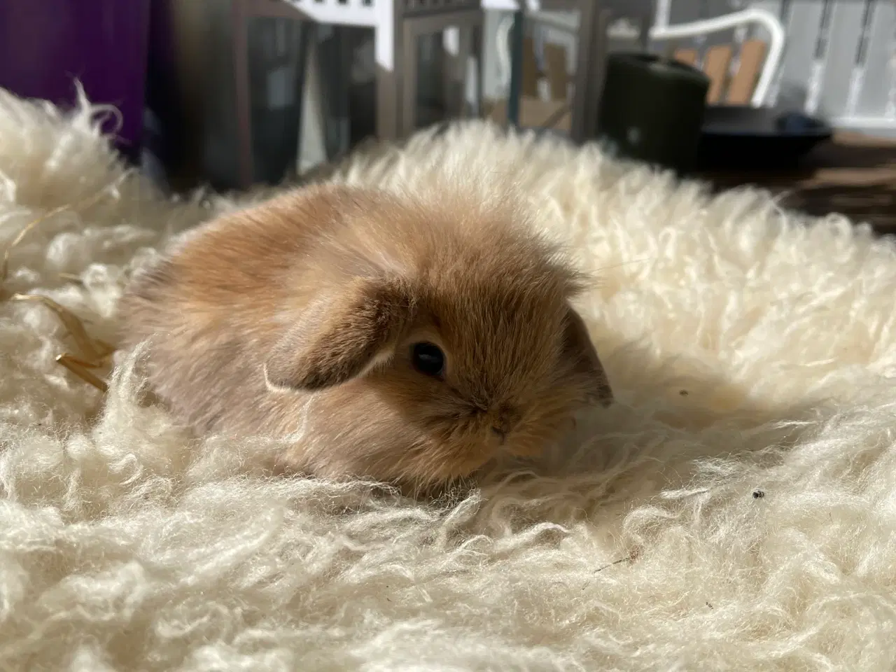 Billede 5 - Mini Lop kaninunger sælges