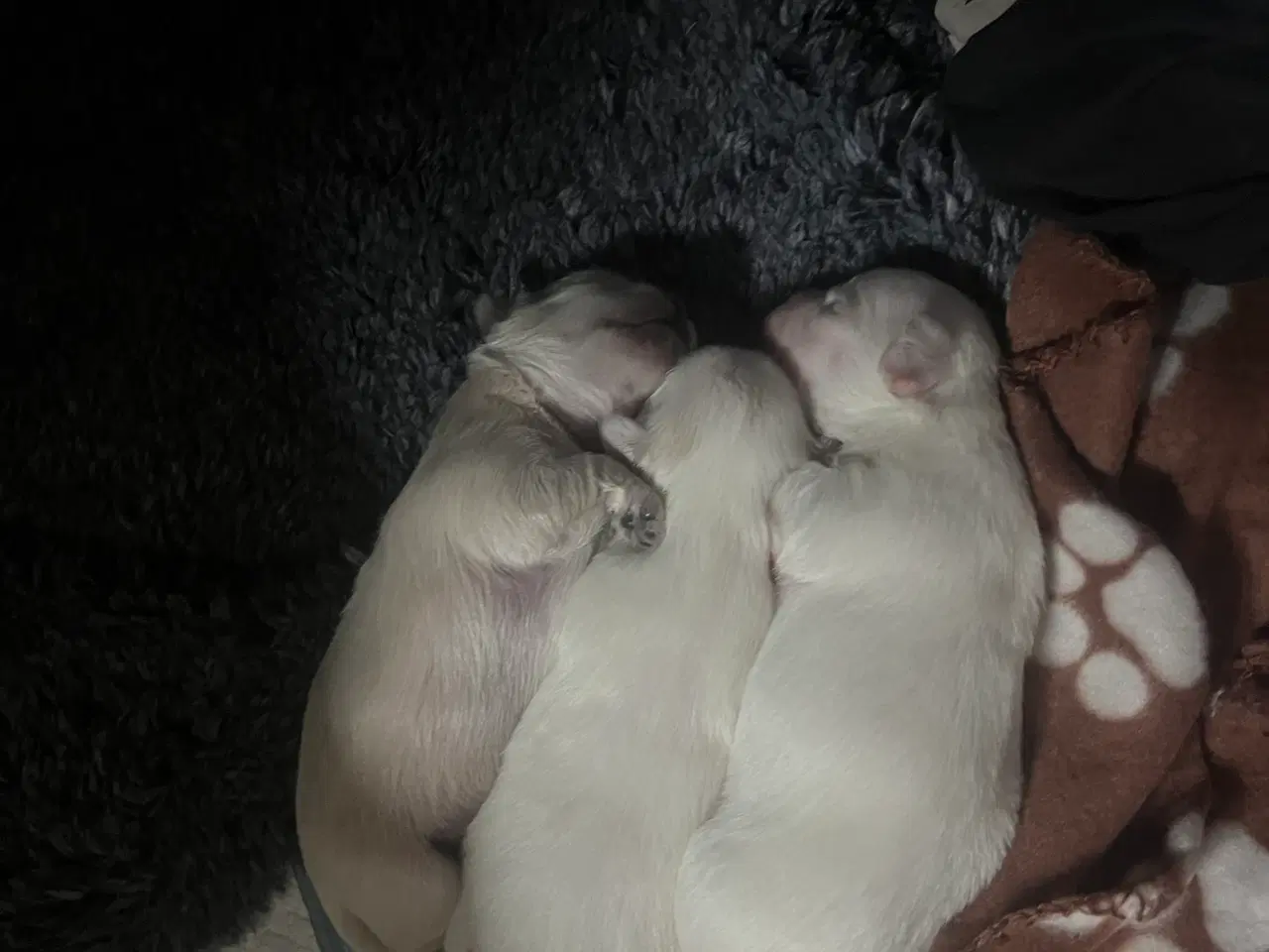 Billede 3 - Malteser hvalpe 