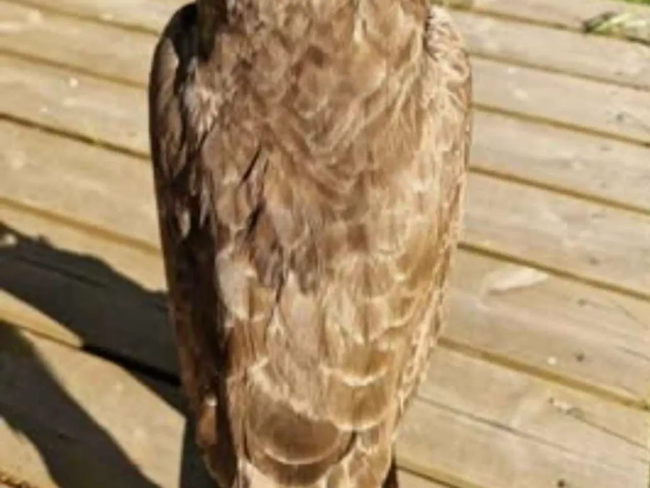 Billede 4 - Siddende musvåge med flot fjerpragt sælges