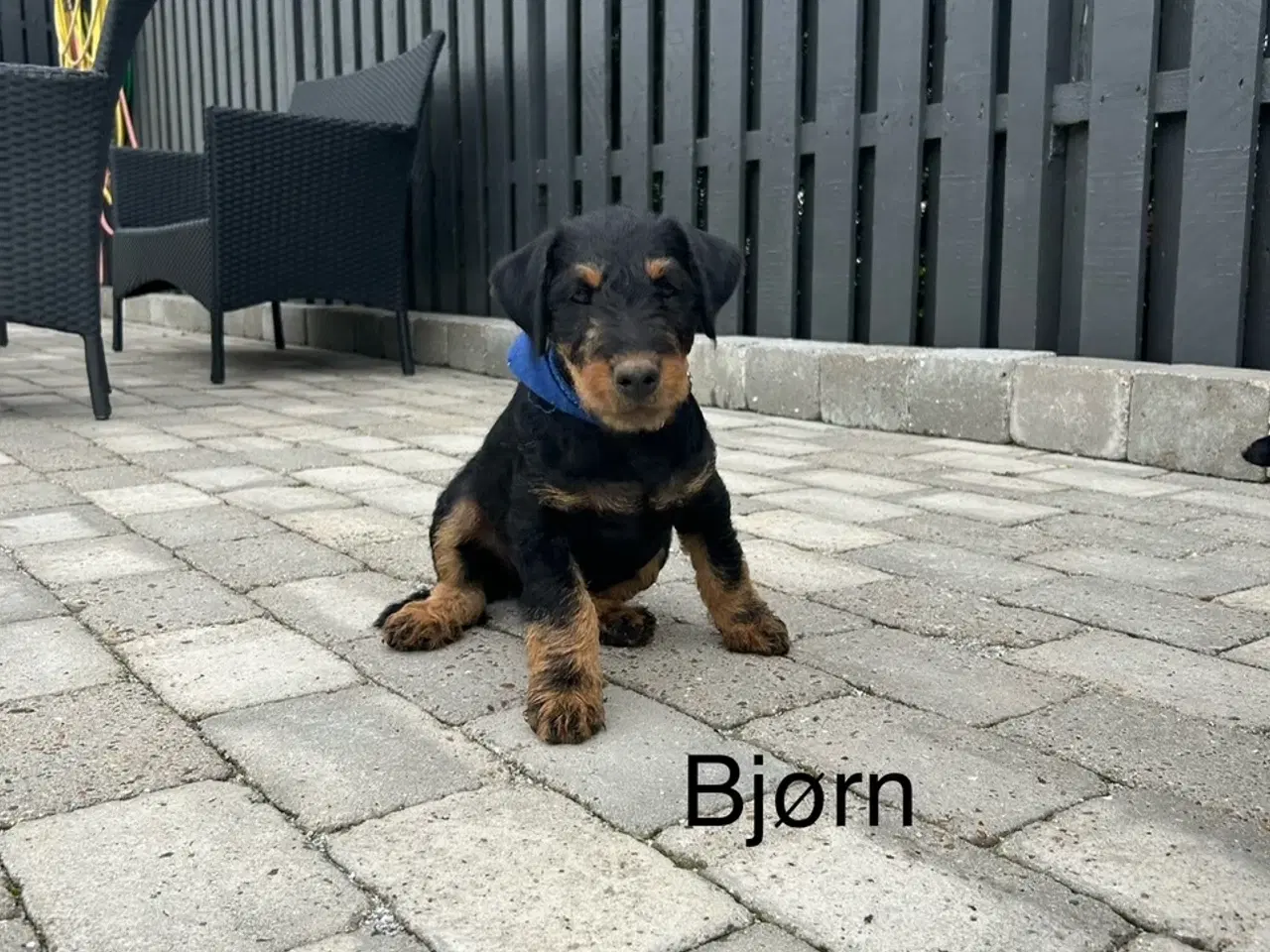 Billede 6 - Tysk jagtterrier hvalpe