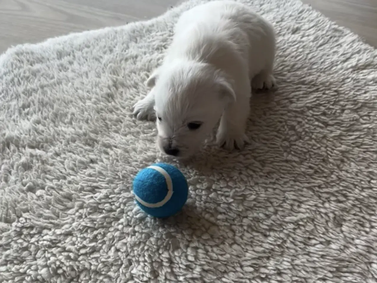 Billede 4 - West Highland White Terrier hvalpe