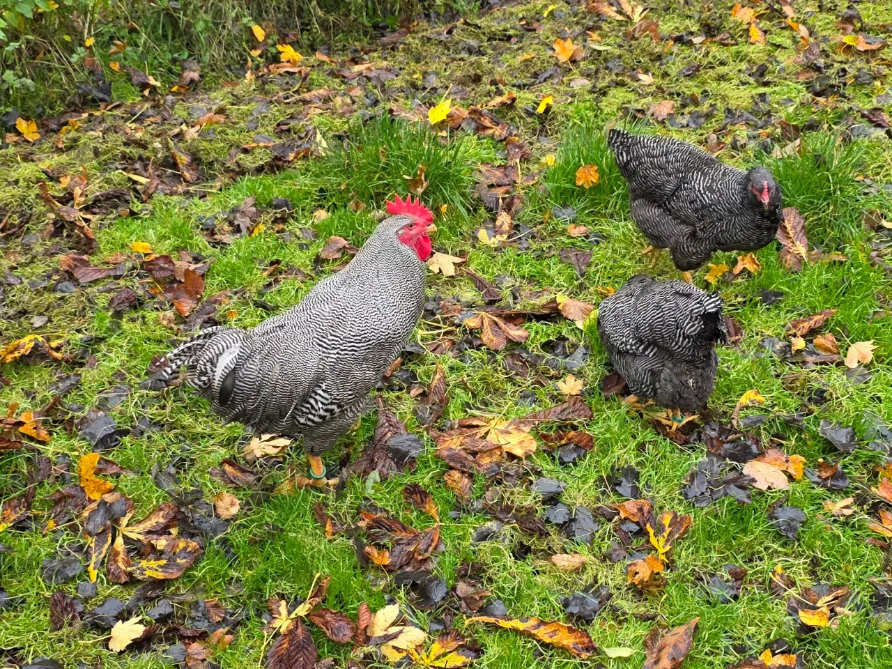 Billede 2 - Plymoth rock høns