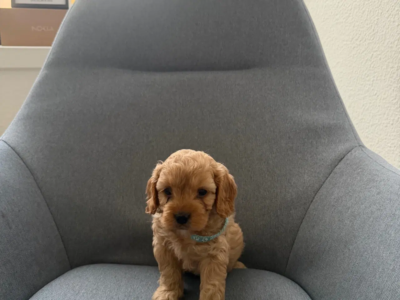 Billede 3 - Cavapoo hvalpe søger nyt hjem
