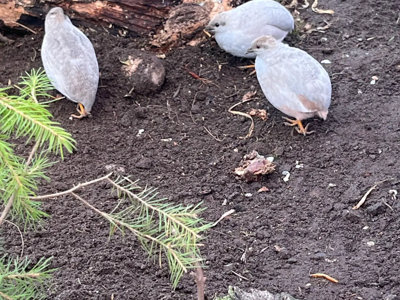 Billede 3 - Kinesiske dværgvagtler