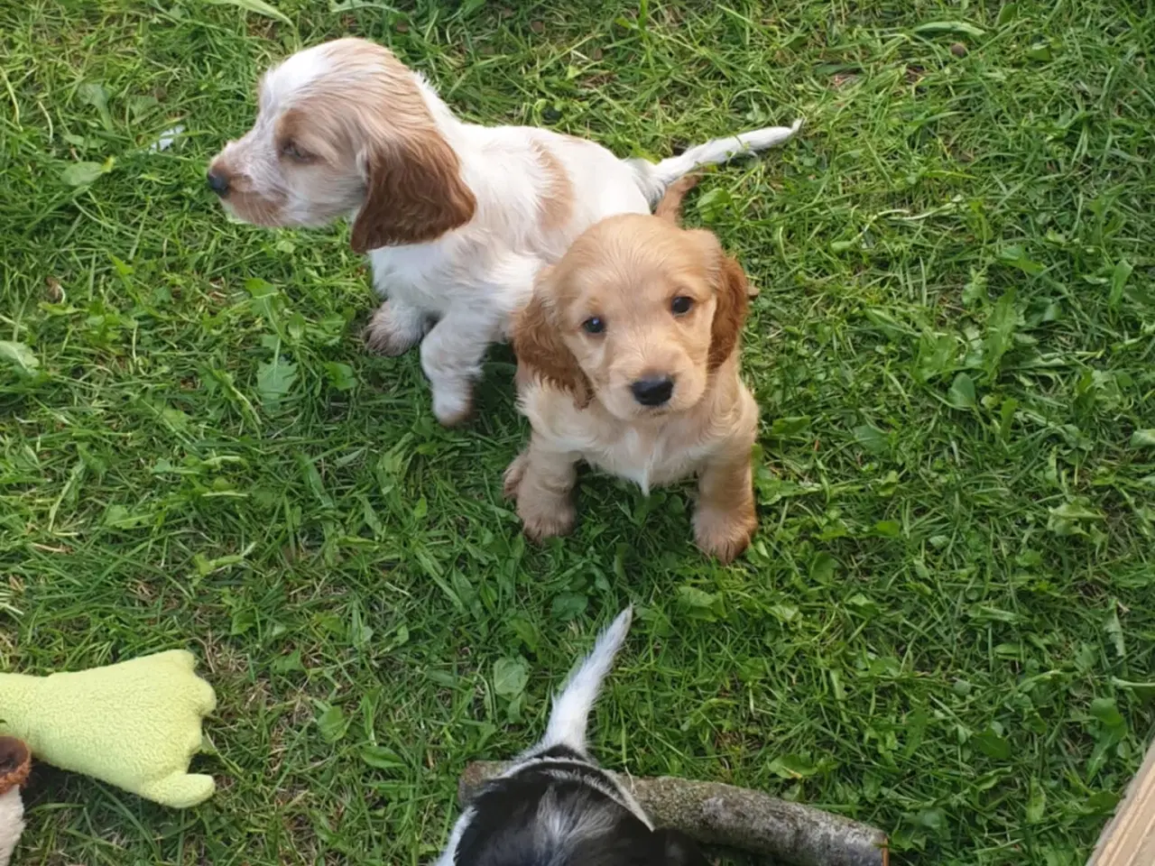 Billede 6 - engelsk cocker spaniel