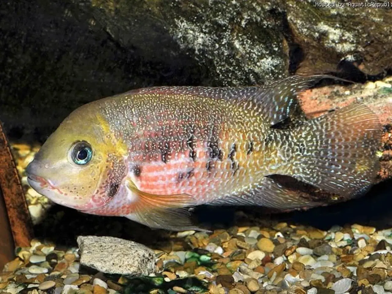 Billede 7 - Akvariefisk