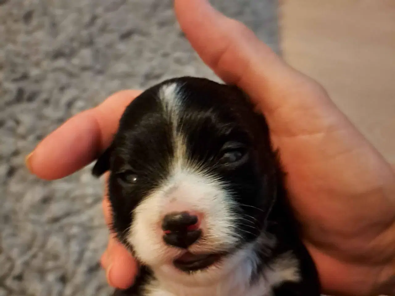 Billede 1 - Bison Havanaishvalpe 7 uger