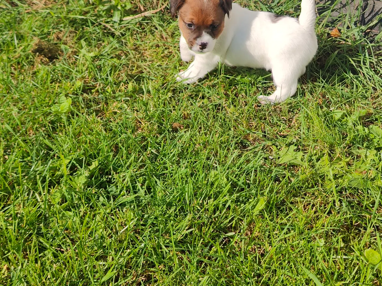 Billede 5 - Jack Russell Terrier hvalpe