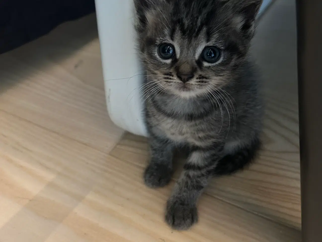 Billede 3 - Smukke Maine Coon blandinger 