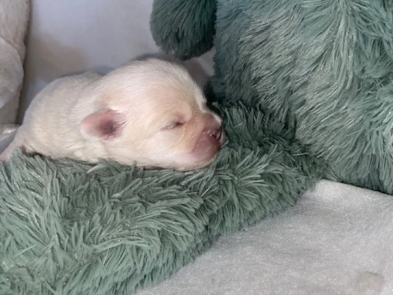 Billede 14 - Coton de tulear - Bomulds bamser