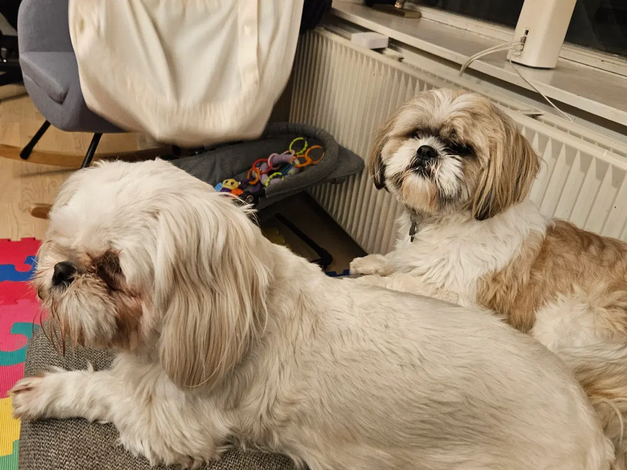 Billede 6 - Skønne shih Tzu hvalpe 2 hanhunde og 2 tæver. 