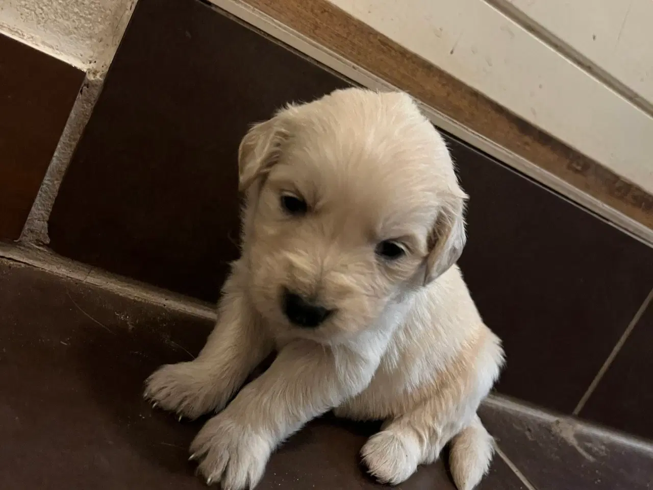 Billede 6 - Familie hunde søger nyt hjem