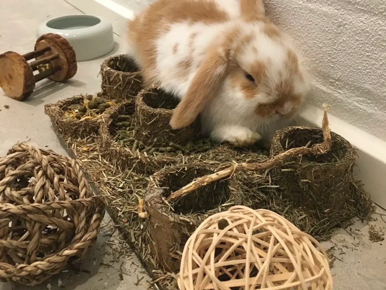 Billede 2 - Mini lop han, neutraliseret.. inkl. alt i “udstyr”