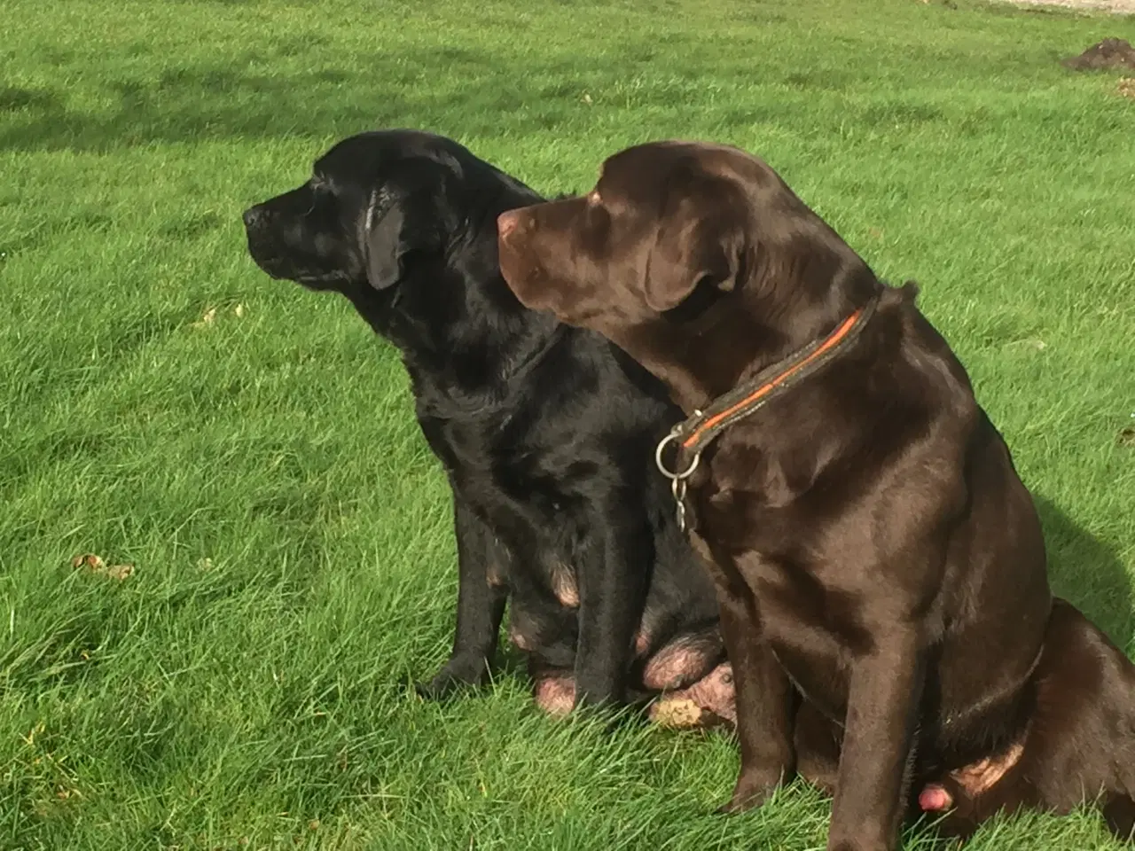 Billede 4 - Flotte labrador tævehvalpe