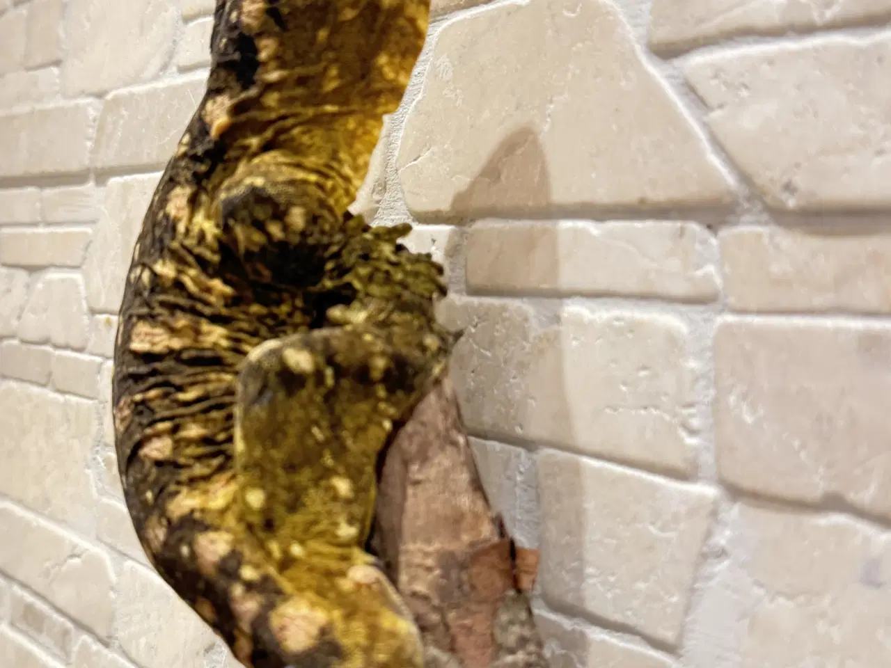 Billede 2 - Kæmpe gekko/ Leachianus moro