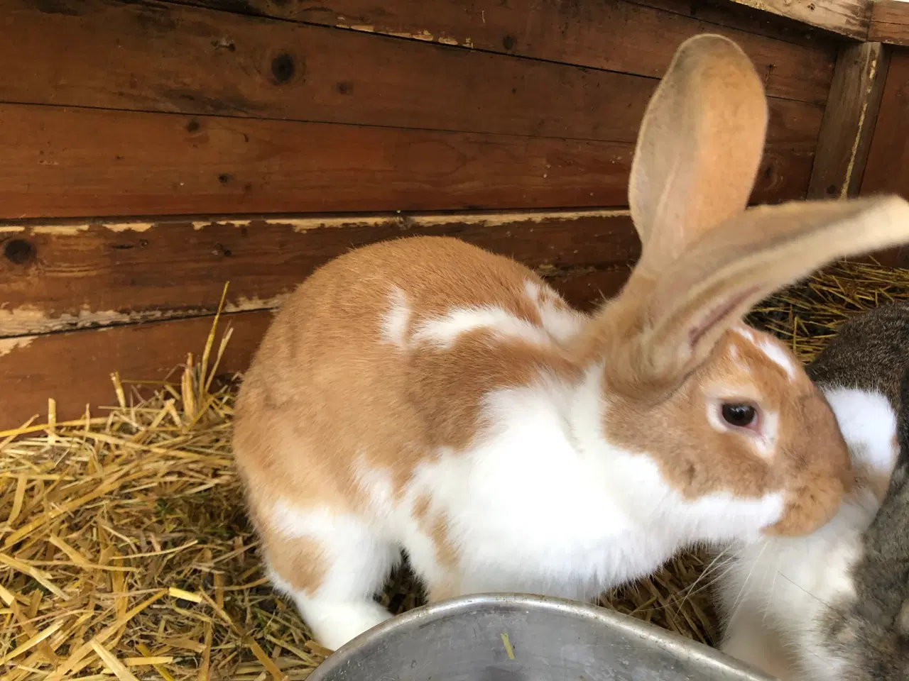 Billede 1 - 2 hankanin 1/2 belgisk kæmpe