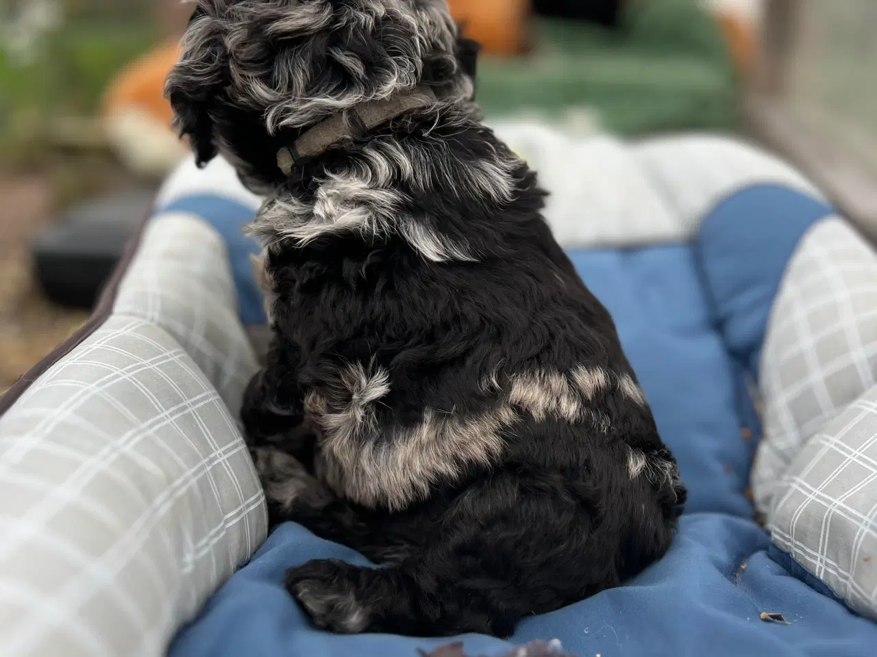 Billede 11 - Merlefarvet Cockapoo 