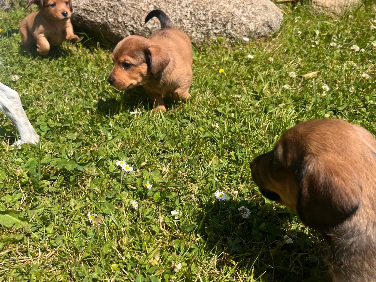 Billede 2 - Gravhund