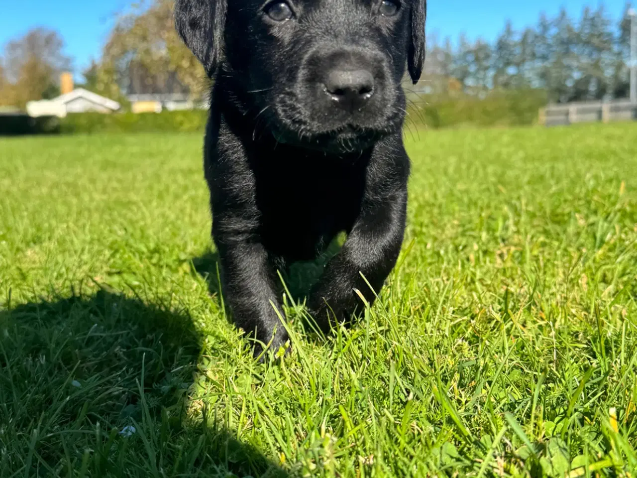 Billede 5 - Labrador gammeldags, 5 uger