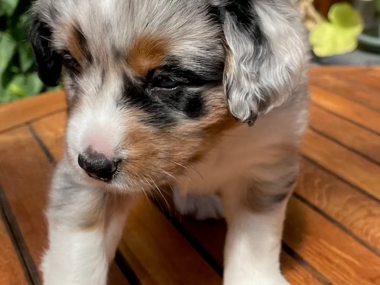 Billede 2 - 4 stk. Miniature American Shepherd,  30. august