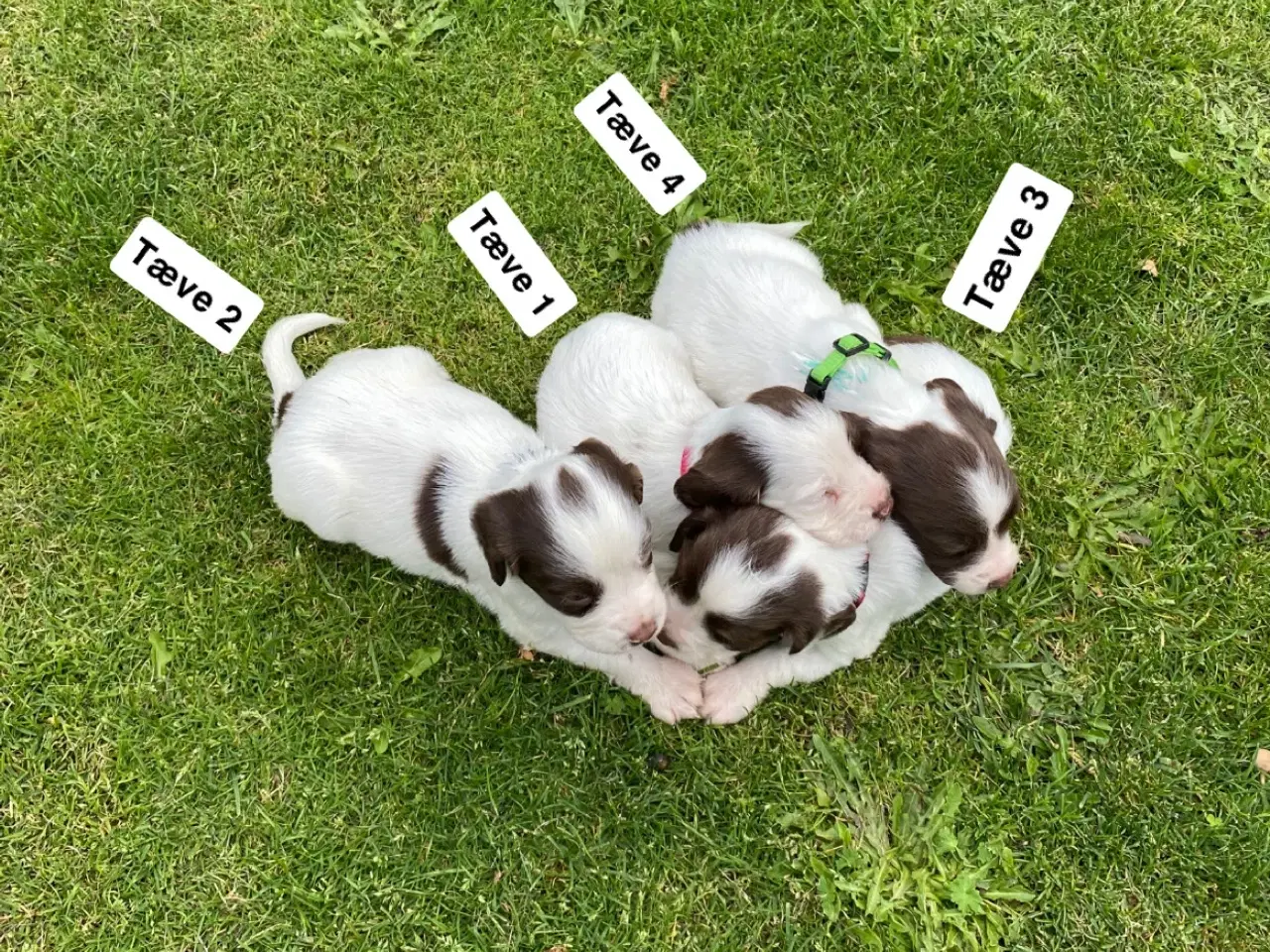 Billede 8 - FT Springer Spaniel hvalpe - klar til flyt 6 sep.